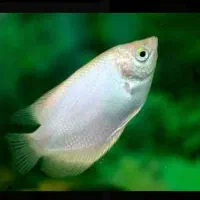 یک عدد ماهی گوارامی درشت