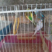 مرغ عشق|پرنده|یاسوج, |دیوار