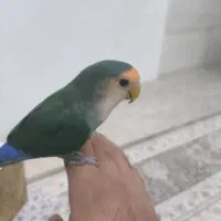 طوطی برزیلی|پرنده|پیرانشهر, |دیوار