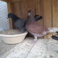 ۱۳ عدد گرفتنی پرشی|پرنده|قم, شهرک مهدیه (مدرس)|دیوار