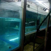 ماهیان زینتی سایز ریز|ماهی|اصفهان, نقش جهان|دیوار