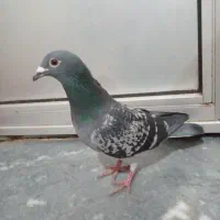 کبوتر|پرنده|اردبیل, |دیوار