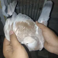 کفتر باخت رفته