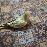 جوجه عروس هلندی 5ماهه|پرنده|قنوات, |دیوار