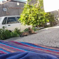 گربه خونگی|گربه|زید آباد, |دیوار