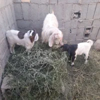 یک عدد بز جوان با دوکهره