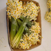 فروش‌ عمده‌ گل‌ نرگس‌ درجه‌ یک‌
