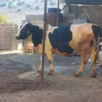 گاو ابستن سنگین)(گوساله)|حیوانات مزرعه|کرمانشاه, |دیوار