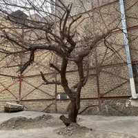 هرس و قطع درختان خشک با اره در کمترین زمان ممکن|خدمات باغبانی و درختکاری|مشهد, اروند|دیوار