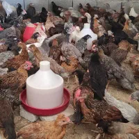 جوجه دورگه گلپایگانی و محلی|حیوانات مزرعه|جم, |دیوار