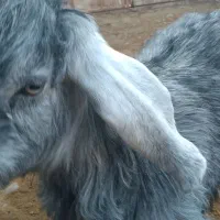 کهره ماده جفت دوقلو|حیوانات مزرعه|داراب, |دیوار