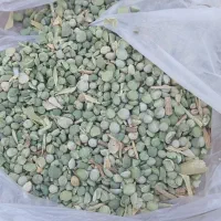 خریدوفروش انواع بذر یونجه باقله نخود فرنگی پیاز