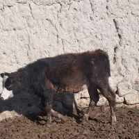 گاو گوساله ماده سیمینتال قرمز