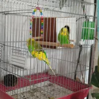 مرغ عشق انگلیسی و طوطی برزیلی|پرنده|سرپل ذهاب, |دیوار