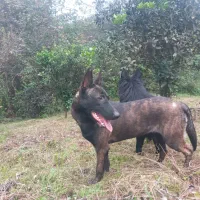 مالی نویز|سگ|املش, |دیوار