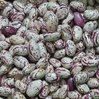 لوبیا‌چیتی‌بذری