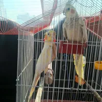 عروس هلندی|پرنده|میناب, |دیوار