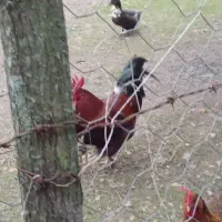 فروش خروس و اردک|حیوانات مزرعه|طاهرگوراب, |دیوار