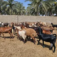 گله بز|حیوانات مزرعه|اهواز, زرگان|دیوار