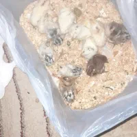 جوجه محلی بلژیکی