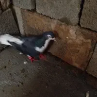 دوعدد کبوتر صحیح و سالم دوتاش باهم 800