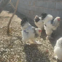 نیمچه خروس برهما