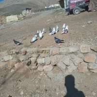 ۱۲ تا کفتر|پرنده|بیرانوند, |دیوار