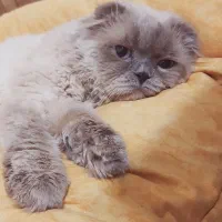 گربه اسکاتیش