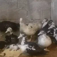 حدود ۳۰ عدد اردک اسرائیلی نروماده نژاد سنگین وزن|حیوانات مزرعه|امیرکلا, |دیوار