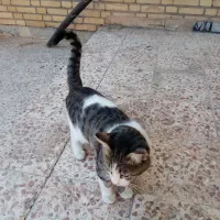 واگذاری گربه سگ