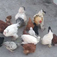 مرغ خروس و جوجه توضیحات خونده شود|حیوانات مزرعه|گرگان, |دیوار