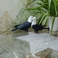 کفتر کلاغ کربلایی ساده خال طوقی سینه سبز کله کاکلی
