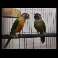 گیرینچیک نر ماده حلقه به پا کار داده قیمت ۴۵۰۰|پرنده|تهران, سعادت‌آباد|دیوار