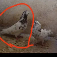 کفتر ازم رفته