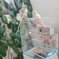 عروس هلندی سالم نروماده باقفس وتمام وسایل|پرنده|اصفهان, دارک|دیوار