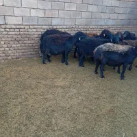 میش عزل افشار 14عدد