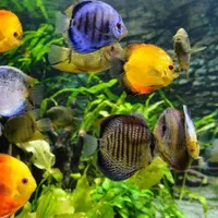 فروشگاه زینتی و اکواریوم مکران فیش