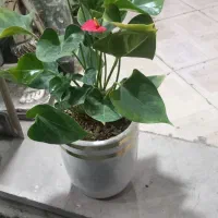 پایه گلدون ۶تای|گل و گیاه طبیعی|ورامین, ورامین|دیوار