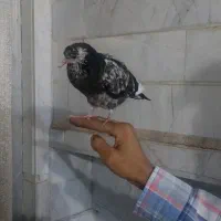 جوجه کفتر پرشی|پرنده|قم, آزادگان|دیوار