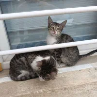 واگذاری بچه گربه