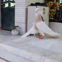 فروش جفت  کفتر طوق شازده بدون عیب