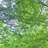 دائمی همراه اول. کد یک