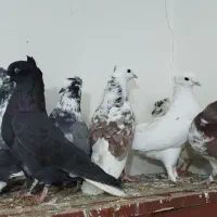 کفتر ۸ عدد کاکولی