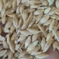 جو محلی|عمده‌فروشی|اهر, |دیوار