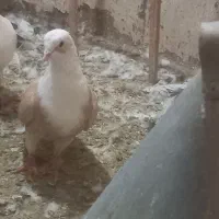 پرنده