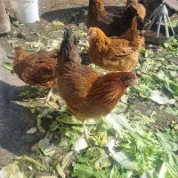 مرغ محلی گلپایگانی