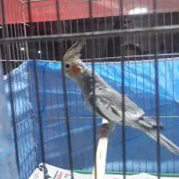 عروس هلندی نر دستی|پرنده|کرج, کرج نو|دیوار