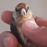 جوجه سهره نیم گل نشوندارکیاسر معاوضه با سهره قناری|پرنده|ری, ولی آباد|دیوار