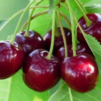 فروش نهال اسرائیلی