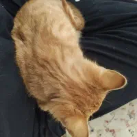 گربه Dsh|گربه|مشهد, تربیت (صدف)|دیوار